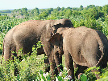 Safari Game Drives in Bundala National Park