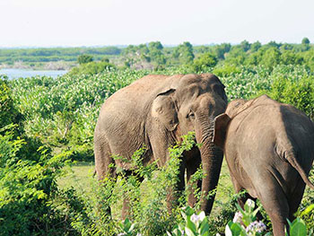 Safari Game Drives in Bundala National Park