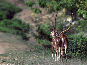 Safari Game Drives in Lunugamvehera National Park