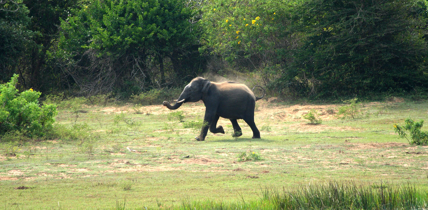 Safari Game Drives in Yala National Park