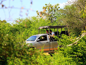 Yala Safari Camp at Flame Back Eco Lodge